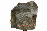 Fossil Sauropod Vertebra Section with Metal Stand - Colorado #363658-2